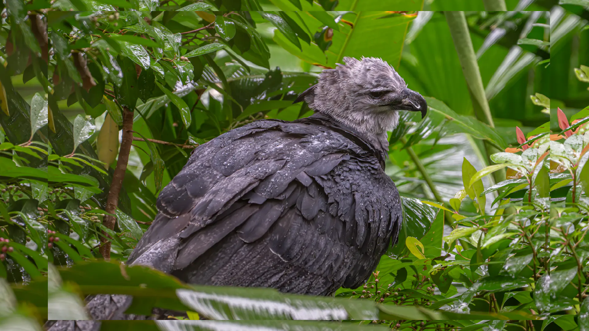 Águila Arpía